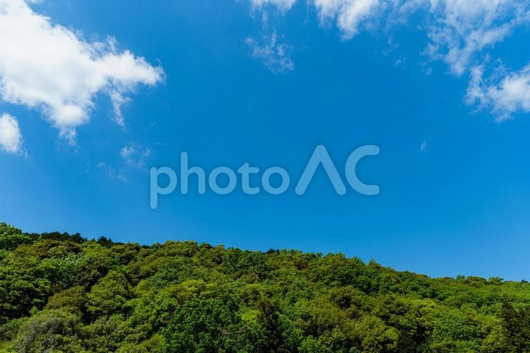 晴れた日の青空と新緑 青空,風景,自然の写真素材