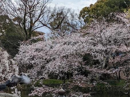 桜 桜の写真