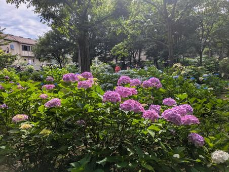 Photo, hydrangea, june, summer, 