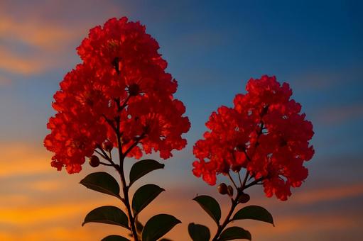 燃えるようなサルスベリの花房 燃えるようなサルスベリの花房の写真