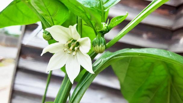 ピーマンの花・6 ピーマンの花・6の写真
