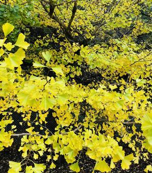 黄葉したイチョウ イチョウ,銀杏,黄色の写真素材