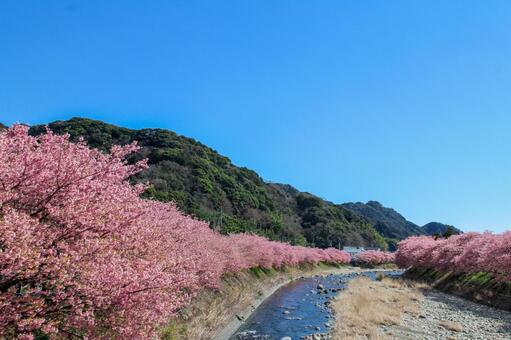 青空に映える満開の河津桜 桜,河津桜,春の写真素材