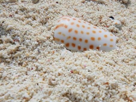 Photo, immortal, sea, shell, 