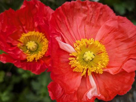ポピーの花 4 ポピーの花 4の写真
