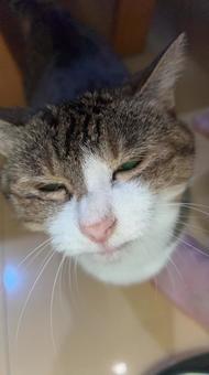 わが家のネコA わが家のネコA ねこ,かわいい,いとおしいの写真素材