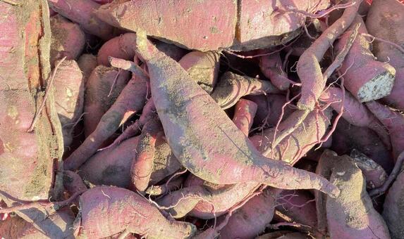 掘ったばかりのサツマイモ　自然光撮影 サツマイモ,芋,さつまいもの写真素材