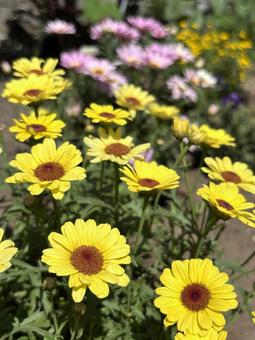 ガーデニング  ガーデニング の写真