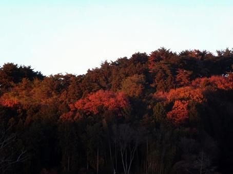 夕陽に染まる紅葉 夕陽に染まる紅葉の写真