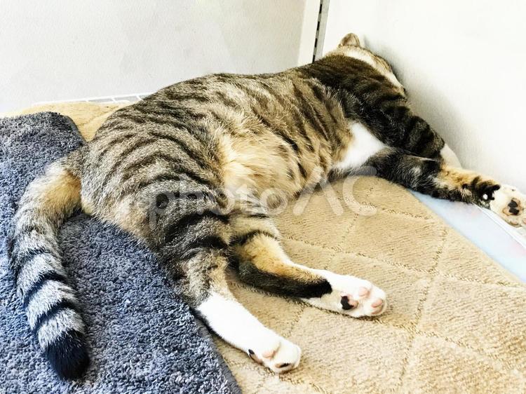 頭を壁につけて寝る保護猫 保護猫,ノラ猫,オス猫の写真素材