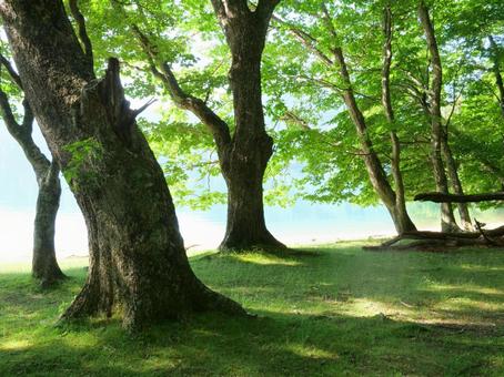 Morning forest by Lake Chuzenji, JPG