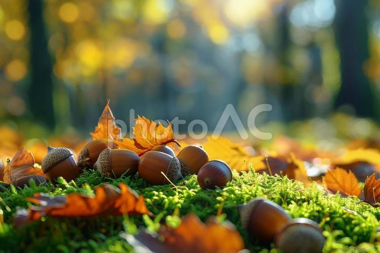 森の中の苔の上に落ちたどんぐりと落ち葉 どんぐり,秋,落ち葉の写真素材