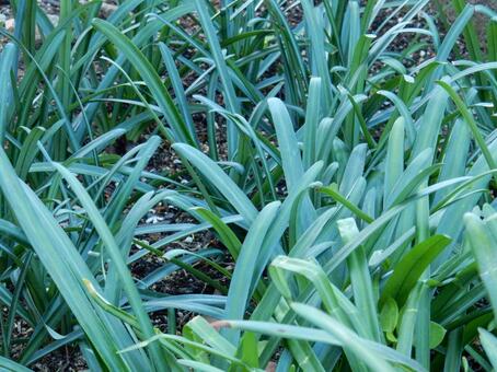 【彼岸花の写真】彼岸花の葉 彼岸花,葉,葉っぱの写真素材
