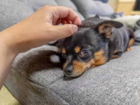 ソファで寝る小型犬・チワワ・ミニピン ソファで寝る小型犬・チワワ・ミニピン 犬,わんこ,ペットの写真素材