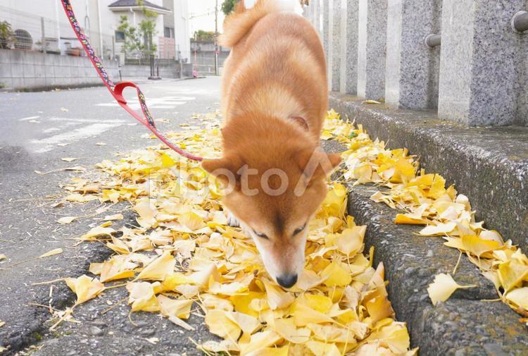 秋の散歩を満喫する柴犬 柴犬,散歩,犬の写真素材