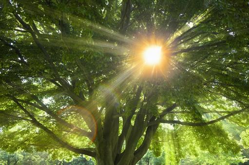 緑の木　太陽光 木,森,緑の写真素材