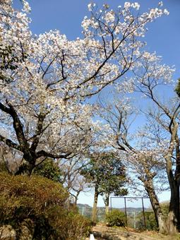 鎌倉市、源氏山公園内の春の風景 鎌倉市、源氏山公園内の春の風景 木,桜,花の写真素材