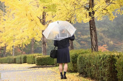 雨の紅葉（黄 紅葉,イチョウ,秋の写真素材