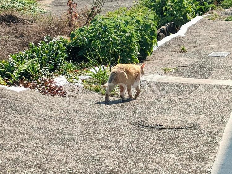 何だか歩く後ろ姿が雄々しい猫様 猫,野良猫,動物の写真素材