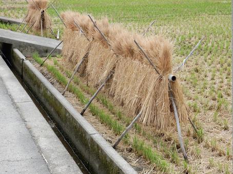 【風景写真】稲刈り後の田んぼの風景 田んぼ,水田,田の写真素材
