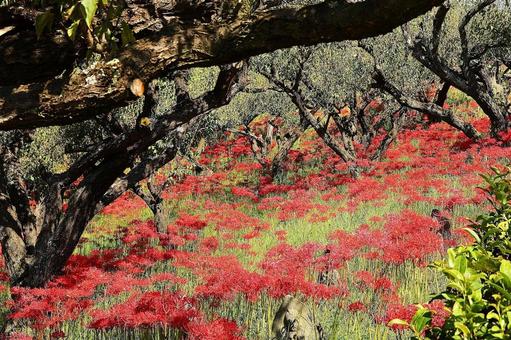 嶺岳寺の彼岸花8の写真