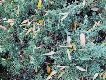 植物 背景 4 植物 背景 4の写真