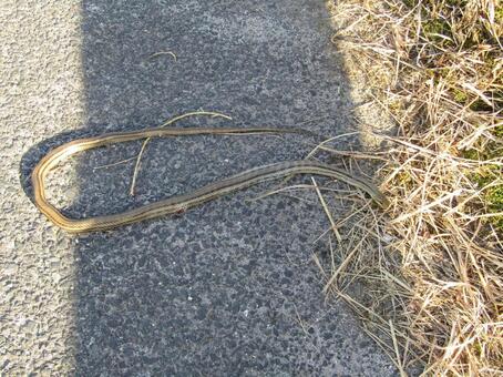 シマヘビ ヘビ,へび,蛇の写真素材