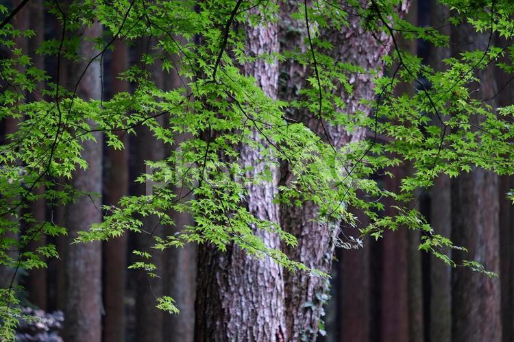 森の中の青いモミジ 新緑,モミジ,緑の写真素材