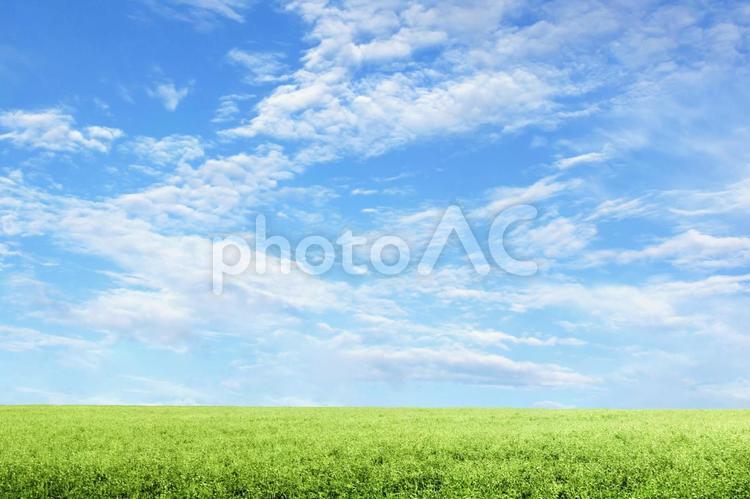 爽やかな青空と新緑が美しい草原 空,新緑,春の写真素材