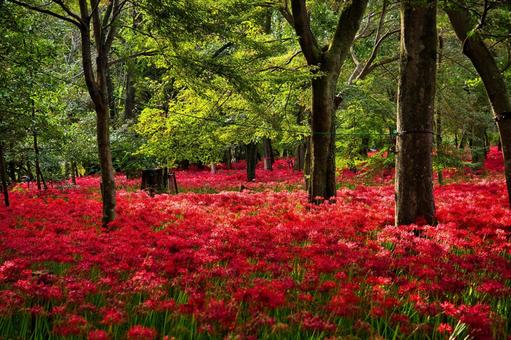 隙間なく続く曼殊沙華 隙間なく続く曼殊沙華 彼岸花,曼珠沙華,ヒガンバナの写真素材