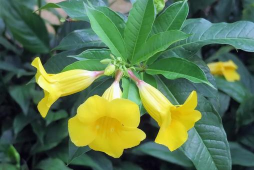 アラマンダの黄色い花 アラマンダの黄色い花 アラマンダ,花,熱帯植物の写真素材