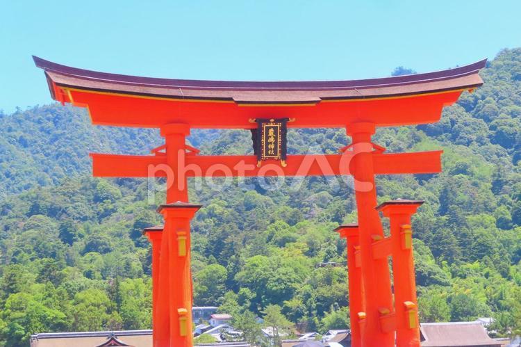 改修工事後の日本三景安芸の宮島の大鳥居 宮島,厳島神社,大鳥居の写真素材
