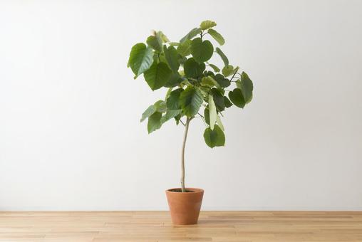 Ficus Umberata Ficus Umberata