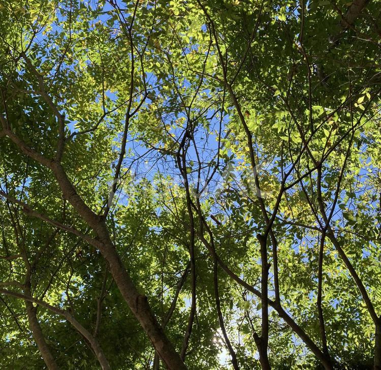 木々の間から見える空 こもれび,木漏れ日,木洩れ日の写真素材