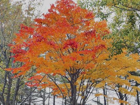 紅葉 15615 紅葉 15615の写真
