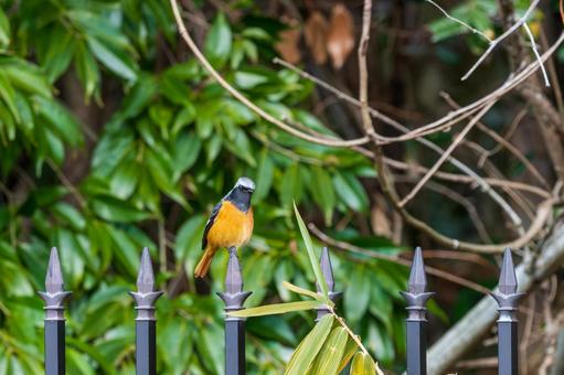 柵にとまるジョウビタキ 柵にとまるジョウビタキの写真