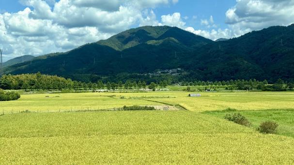 もうすぐ収穫② もうすぐ収穫② 米,コメ,稲作の写真素材