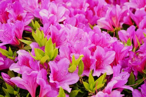 色鮮やかなピンクのツツジ2 ツツジ,躑躅,花の写真素材