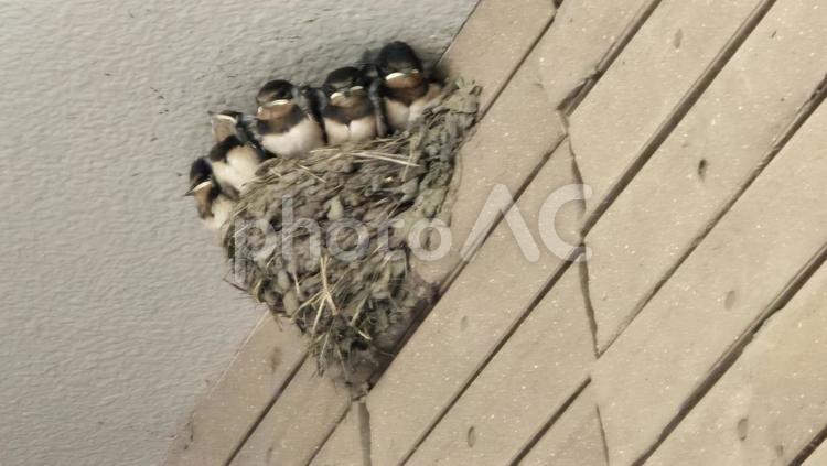 ツバメ五つ子は大きく育った ツバメ,燕,ツバメの巣の写真素材