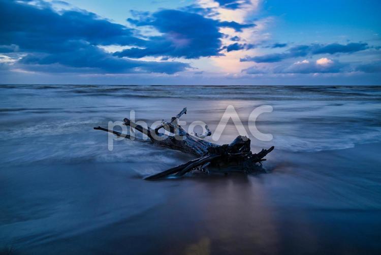 夕暮れの流木 流木,長秒撮影,長秒露光の写真素材