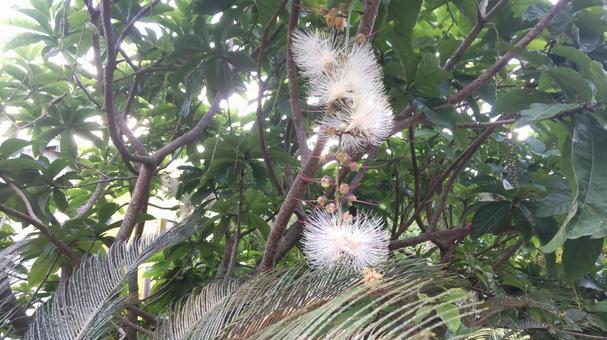 サガリバナの花 サガリバナの花の写真