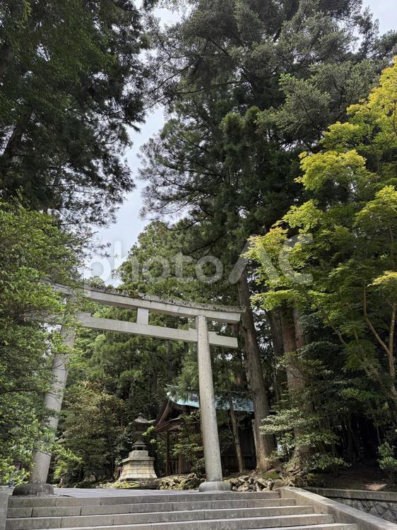 御神域の入り口 鳥居,鎮守の森,青空の写真素材