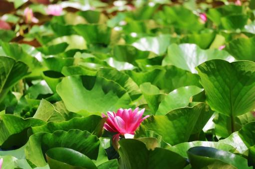 Water lilies in Hachironuma Park 4, JPG