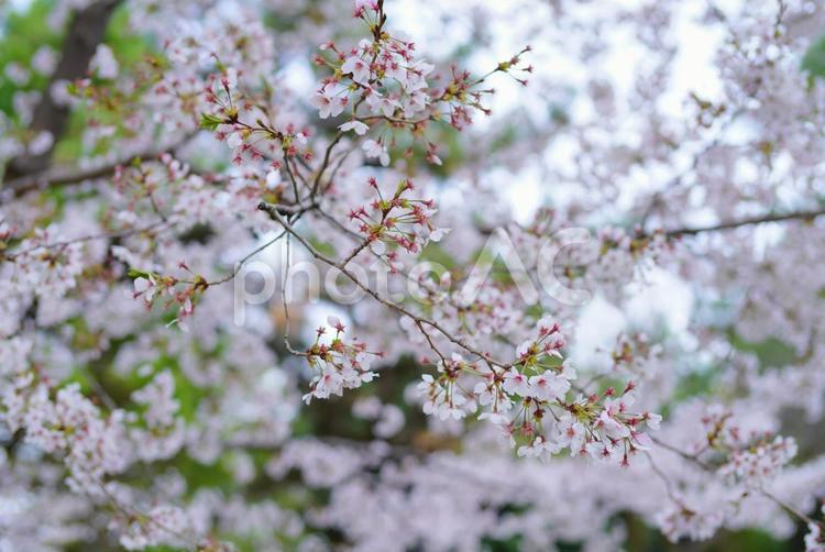 木々と桜 桜,サクラ,さくらの写真素材