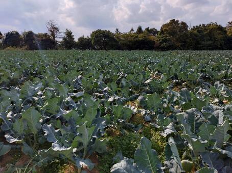 Photo, broccoli, court, vegetables, 