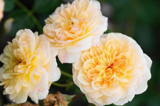 薔薇の香りに包まれて 薔薇の香りに包まれての写真
