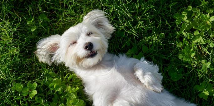 芝生で仰向けにリラックスする白い小型犬 芝生で仰向けにリラックスする白い小型犬の写真