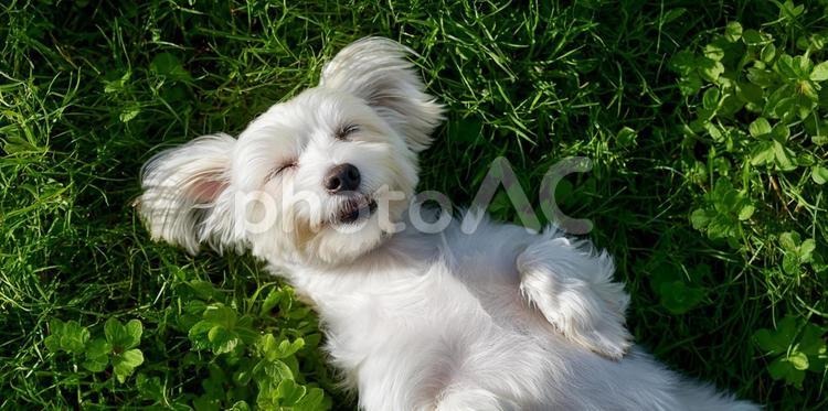芝生で仰向けにリラックスする白い小型犬 犬,小型犬,マルチーズの写真素材