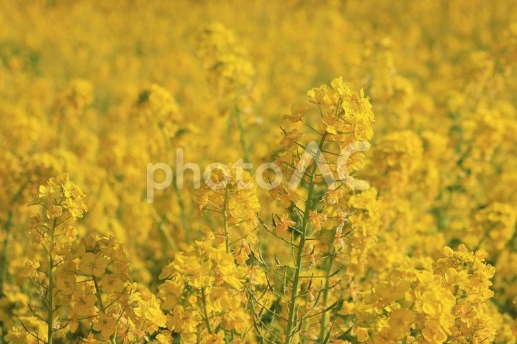 一面の菜の花畑2 菜の花,花畑,菜の花畑の写真素材