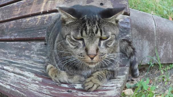 睡魔に負けそうなもふもふ猫 魚眼風 睡魔に負けそうなもふもふ猫 魚眼風の写真